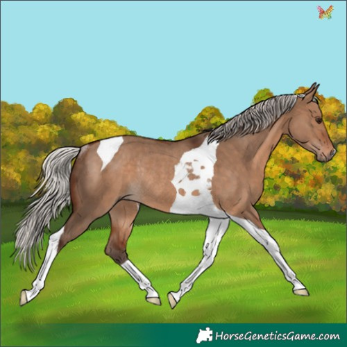 Horse Color:Silver Brown Dun Tobiano Rabicano 