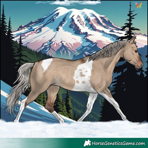Horse Color:Silver Brown Dun Tobiano Rabicano 