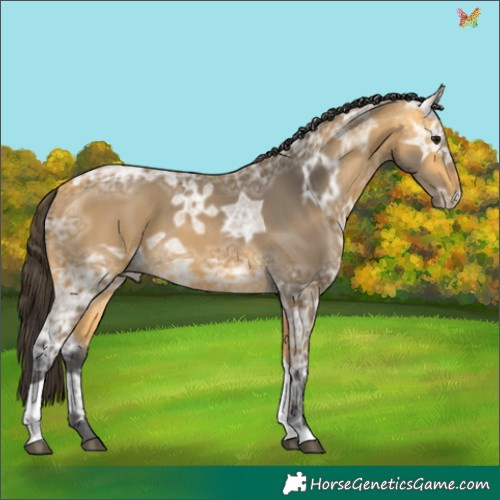 Horse Color:Buckskin Ice Tobiano 