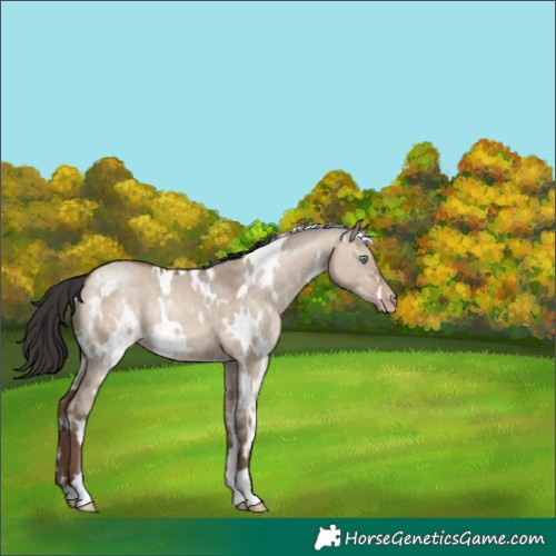Horse Color:White Spotted Sable Champagne Dun