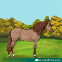 Horse Color:Red Dun 