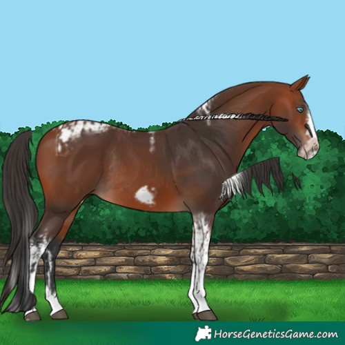 Horse Color:Bay Splash Frame Rabicano  and Bay Splash Tobiano Frame Rabicano 