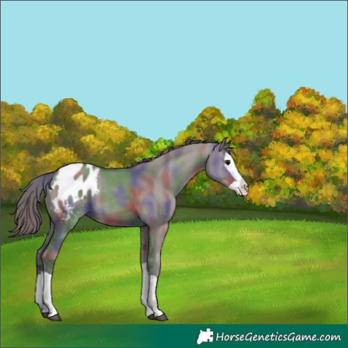 Horse Color:Nacre Grullo Splash Appaloosa 