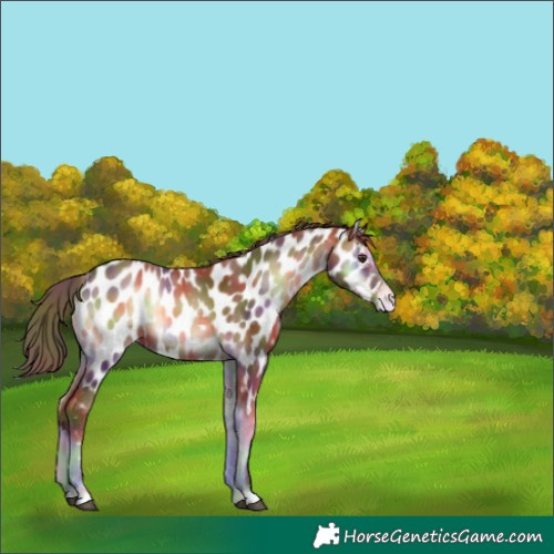 Horse Color:Nacre Red Onyx Appaloosa 