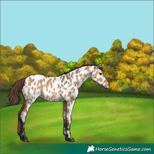 Horse Color:Bay Dun Appaloosa 