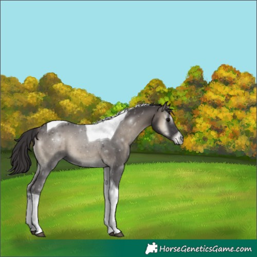 Horse Color:Smoky Blue Onyx Tobiano