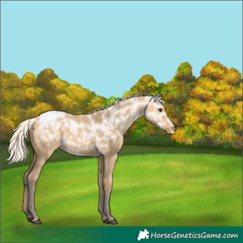 Horse Color:Silver Buckskin Ice Dun Appaloosa 