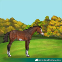 Horse Color:Bay Splash Frame Rabicano 
