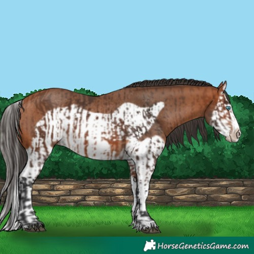 Horse Color:Bay Splash Frame Rabicano  and Bay Splash Frame Rabicano 