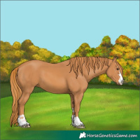 Horse Color:Chestnut 