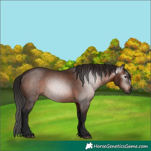 Horse Color:Gray Bay