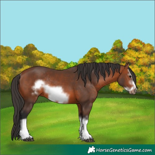Horse Color:Bay Splash Frame Rabicano 