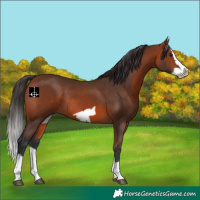 Horse Color:Bay Splash Frame Rabicano 