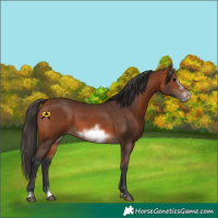 Horse Color:Bay Splash Frame Rabicano 