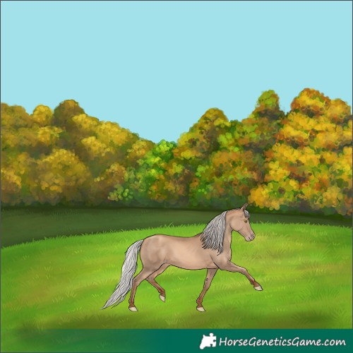 Horse Color:Silver Amber Champagne