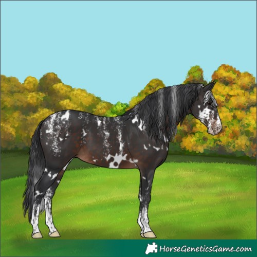 Horse Color:Powder White White Spotted Brown 