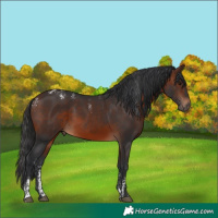 Horse Color:Powder White White Spotted Brown 