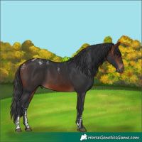 Horse Color:Powder White White Spotted Brown 