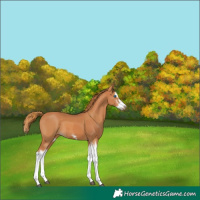 Horse Color:Chestnut Splash Frame  and Chestnut Splash Frame 