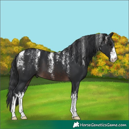 Horse Color:Powder White White Spotted Brown 