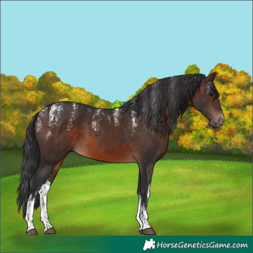 Horse Color:Powder White White Spotted Brown 
