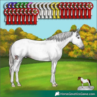 Horse Color:Gray Liver Chestnut Tobiano 