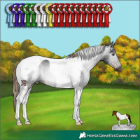 Horse Color:Gray Liver Chestnut Tobiano