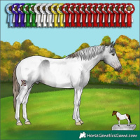 Horse Color:Gray Liver Chestnut Tobiano 