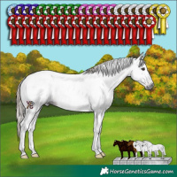Horse Color:Gray Liver Chestnut Tobiano 