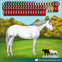 Horse Color:Gray Liver Chestnut Tobiano 