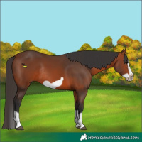 Horse Color:Bay Splash Frame Rabicano 