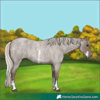 Horse Color:Silver Blue Roan Sabino 