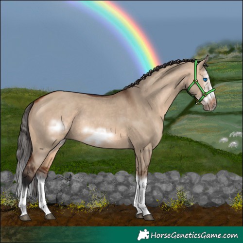 Horse Color:Bay Dun Splash Frame Rabicano 