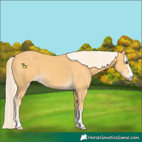 Horse Color:Palomino  and Palomino 