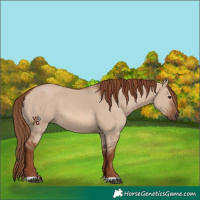 Horse Color:Red Dun 