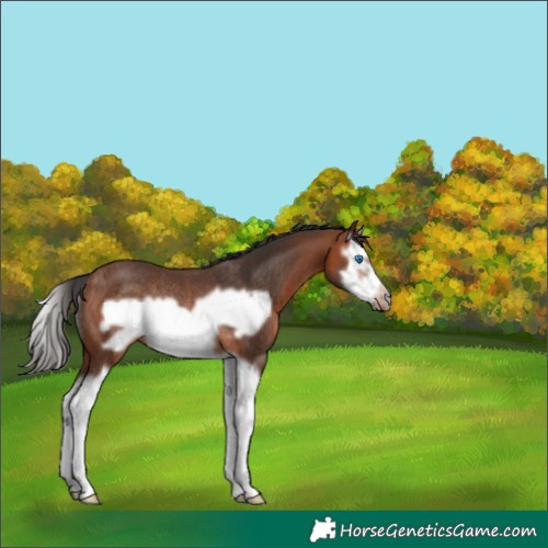 Horse Color:Bay Splash Frame Rabicano