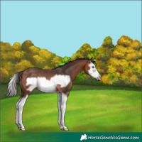 Horse Color:Bay Splash Frame Rabicano