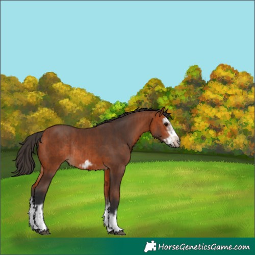 Horse Color:Bay Splash Frame Rabicano  and Bay Splash Frame Rabicano 