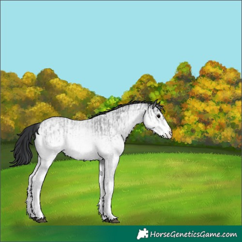 Horse Color:White Spotted Blue Roan Rabicano  and White Spotted Blue Roan Rabicano 