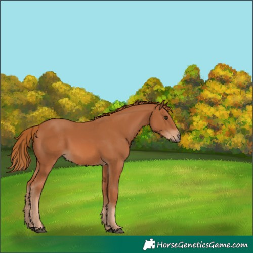 Horse Color:Chestnut 