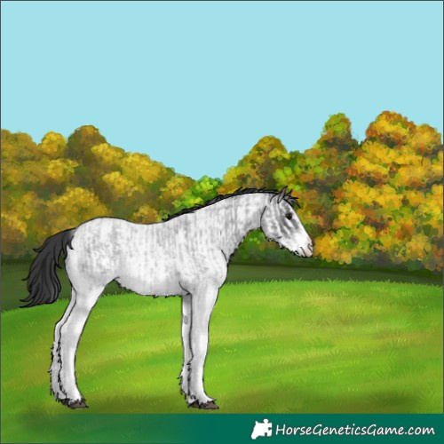 Horse Color:White Spotted Blue Roan Rabicano  and White Spotted Blue Roan Rabicano 