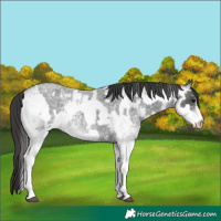 Horse Color:White Spotted Blue Roan Rabicano  and White Spotted Smoky Blue Roan Rabicano 