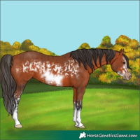 Horse Color:Bay Splash Frame Rabicano  and Bay Splash Frame Rabicano 