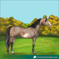 Horse Color:Bay Splash Frame Rabicano  and Bay Dun Splash Frame Rabicano 