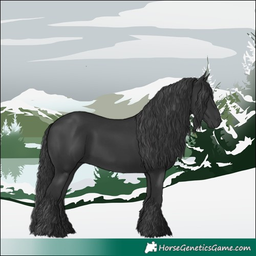Horse Color:Black 