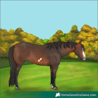 Horse Color:Bay Splash Frame Rabicano