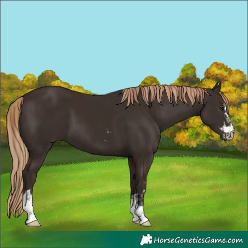 Horse Color:Liver Chestnut  and Liver Chestnut 