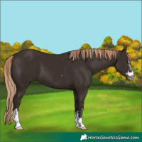 Horse Color:Liver Chestnut  and Liver Chestnut 