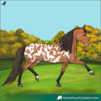 Horse Color:Bay Appaloosa 