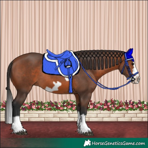 Horse Color:Bay Splash Frame Rabicano 